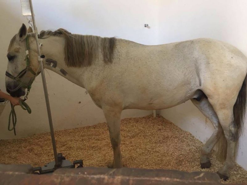 Cavalo com cólica