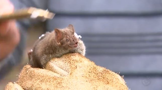 Morcegos hematófagos, que se alimentam de sangue