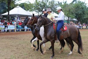 Raça de cavalo Mangalarga Marchador é considera a melhor do mundo para a montaria, Foto Marcos Pereira-Arquivo Pessoal