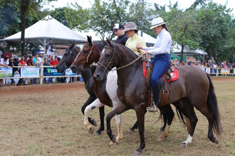 Raça de cavalo Mangalarga Marchador é considera a melhor do mundo para a montaria, Foto Marcos Pereira-Arquivo Pessoal