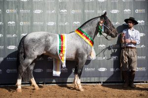 Araranguá - Comanche da SGV - Crédito Leandro Vieira ABCCC