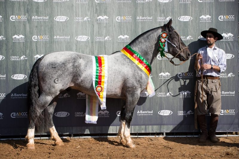 Araranguá - Comanche da SGV - Crédito Leandro Vieira ABCCC
