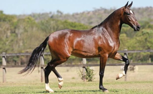 Cavalo Mangalarga Marchador