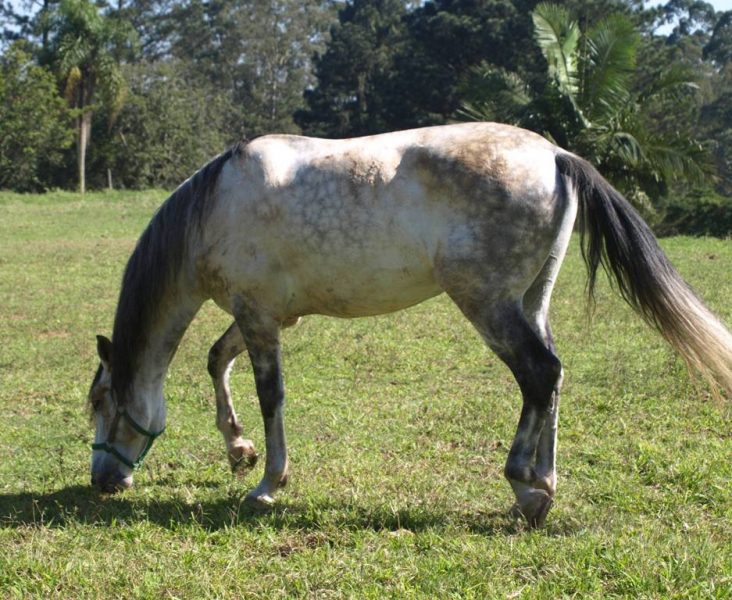 Cavalo Puro Sangue Lusitano - PSL - Vergano Marumby (3)