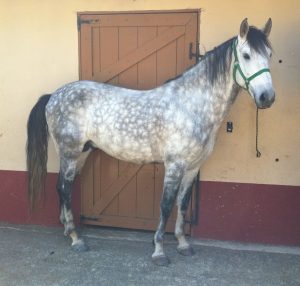 Cavalo Puro Sangue Lusitano - PSL - Vergano Marumby