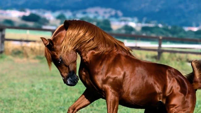 Cavalo Árabe