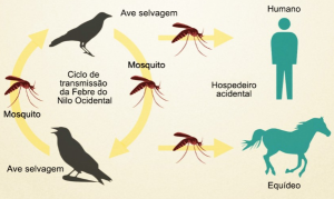 Febre do Nilo, by Guabi