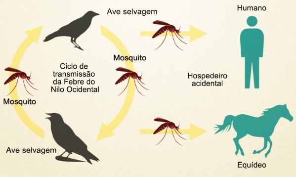 Febre do Nilo, by Guabi