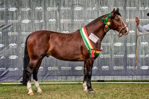 Guarapuava - Gladiador de Rosazul - Crédito Felipe Ulbrich ABCCC