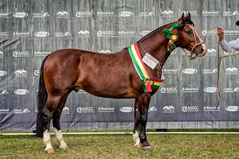 Guarapuava - Gladiador de Rosazul - Crédito Felipe Ulbrich ABCCC