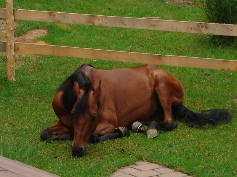 Mieloencefalite Protozoária Equina (MEP) Bambeira
