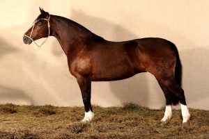 Baronesa 573 Maufer