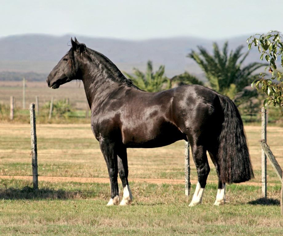 Jalisco de Santa Angélica - Crédito José Guilherme Martini