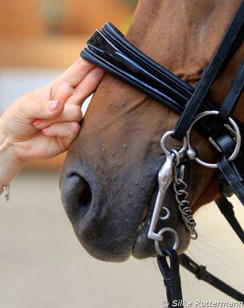 A regra de dois dedos que é preferida por muitos amantes de dressage clássicos