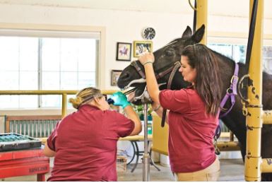 Ali Harman é assistente de eqüinos no Taylor Equine Hospital, em Turlock, Califórnia