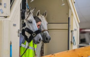 Chegadas FEI-Horse em Greeneville Spartanburg, Carolina do Sul (USA) - FEI Jogos Equestres Mundiais 2018, 3 de setembro de 2018 Foto FEI / Tori Repole