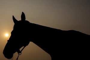 FEI World Equestrian Games™ 2018 Photo FEI/Yong Teck Lim