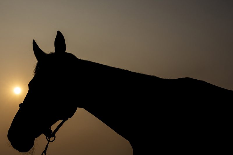 FEI World Equestrian Games™ 2018 Photo FEI/Yong Teck Lim