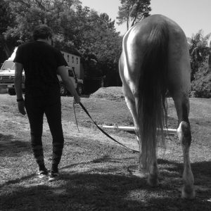O papel do cavalo no tratamento da depressão, foto by MAV