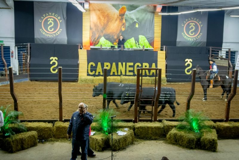 Leilão Capanegra 2018 (Foto Gustavo Rafael)