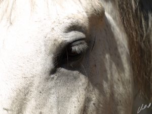 A maioria dos cavalos idosos tem problemas oculares