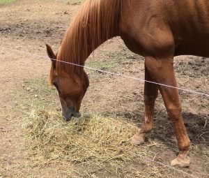 Cavalo comendo feno