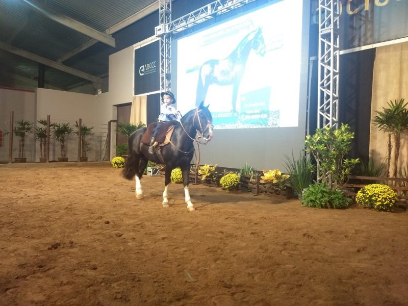 Leilão Santa Casa - Crédito Nestor Tipa Júnior AgroEffective