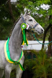 XIII FESTIVAL NACIONAL DO CAVALO BH PREMIA OS VENCEDORES DA EXPOSIÇÃO NACIONAL