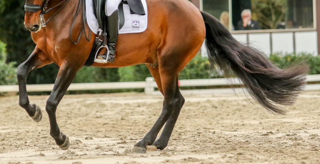 Críticas a nova forma de julgar no dressage