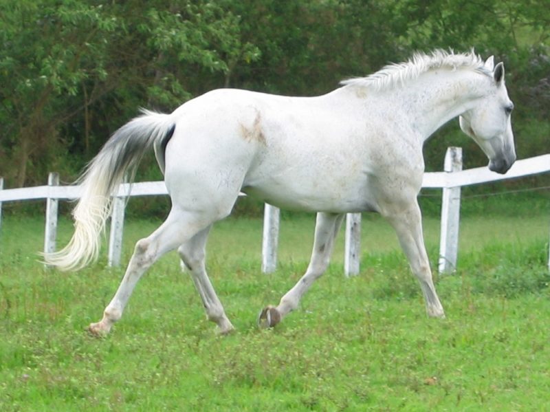 Toscano Itapuã