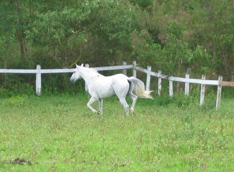 Toscano Itapuã