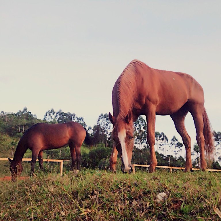 osteoartrite equina