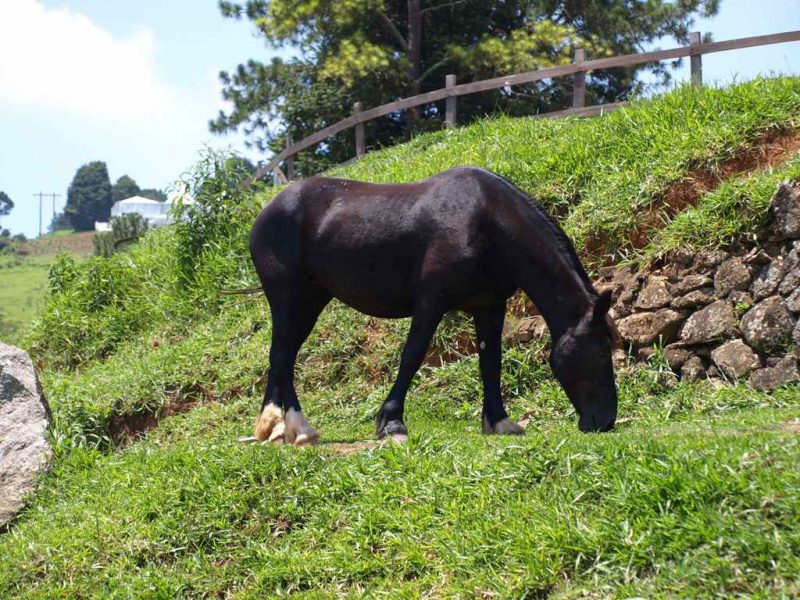 Condição corporal dos cavalos