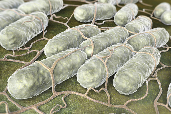 Salmonella