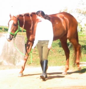 Andadura do cavalo, foto Biscoito TMV