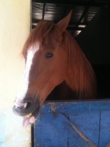 Dentes dos cavalos, foto Biscoito TMV