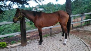 O que significa quando o cavalo bufa