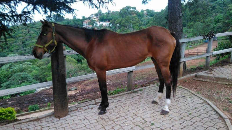 O que significa quando o cavalo bufa