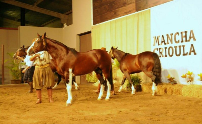 Leilão Mancha Crioula - Crédito Faby Mattos