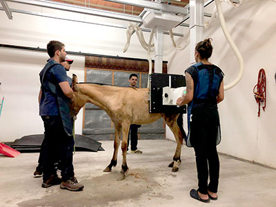 Petrópolis congresso ortopedia equina