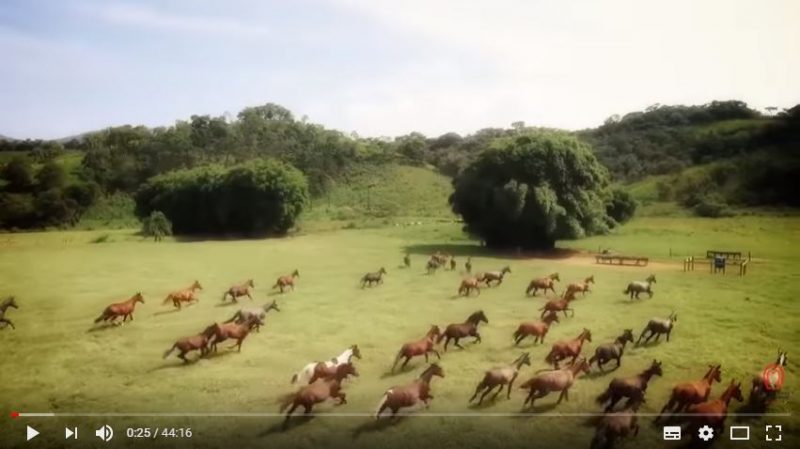 Programa Mangalarga Marchador (3)