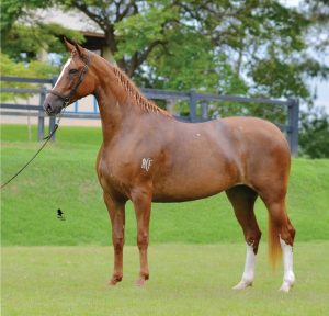 A premiada Barbacena ACF está entre os destaques do remate, Crédito da foto Beto Falcão