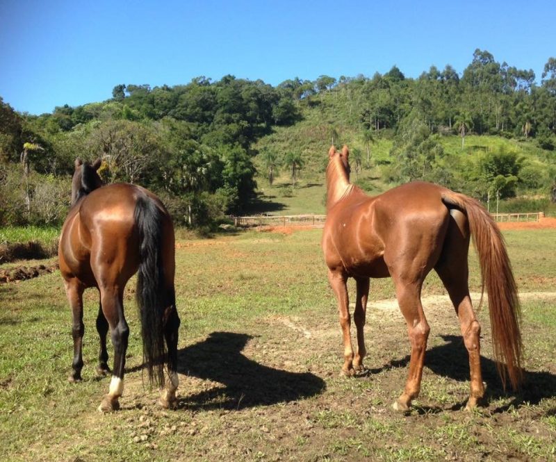 Mercado do Cavalo, foto by MAV