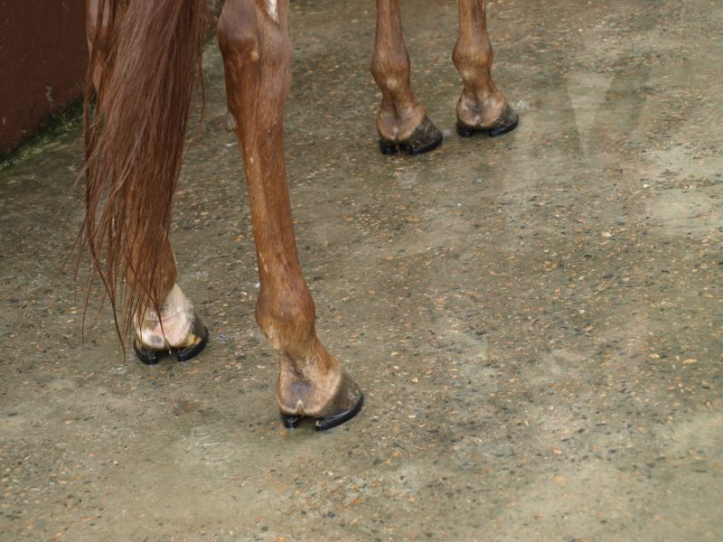 Casco dos cavalos