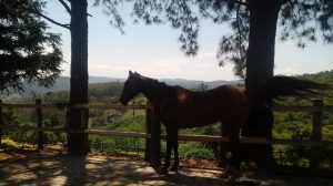 Meditação, foto by MAV Haras Funchal