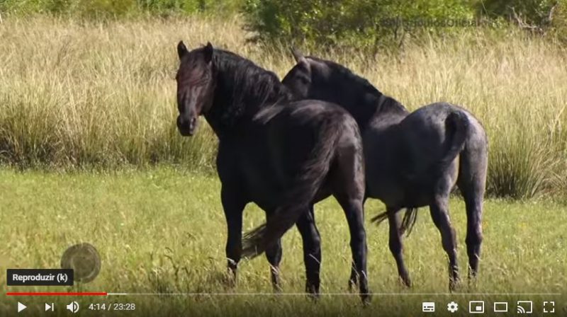 Programa Cavalos Crioulos de 24 de março
