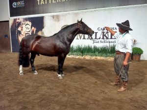 Leilão Bocal Malke - Crédito Nestor Tipa Júnior AgroEffective