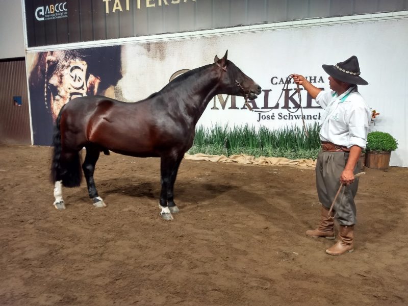 Leilão Bocal Malke - Crédito Nestor Tipa Júnior AgroEffective