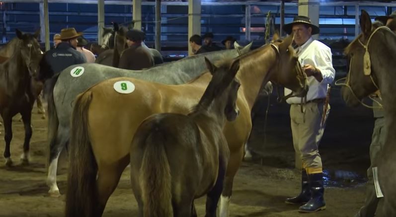 Programa Cavalo Crioulo sem Fronteiras 13 de abril 2019