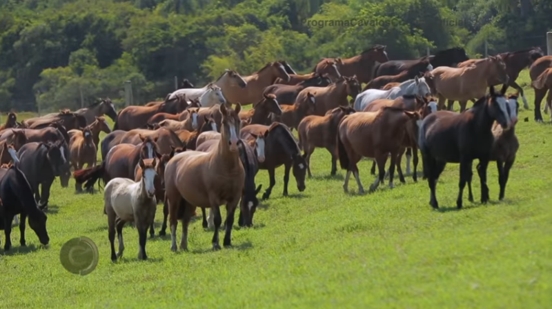 Programa Cavalos Crioulos de 28-04-2019
